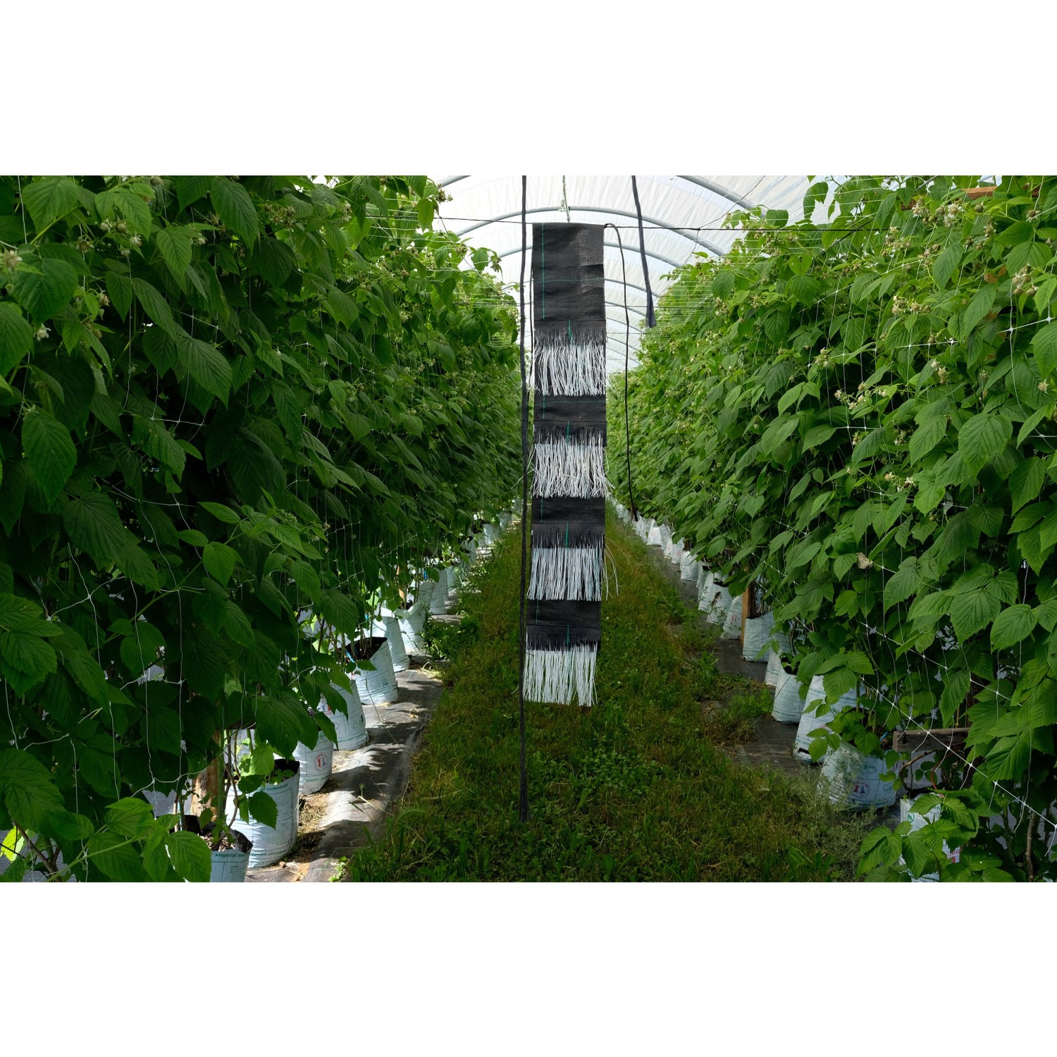 web-horticoolproject-01.jpg